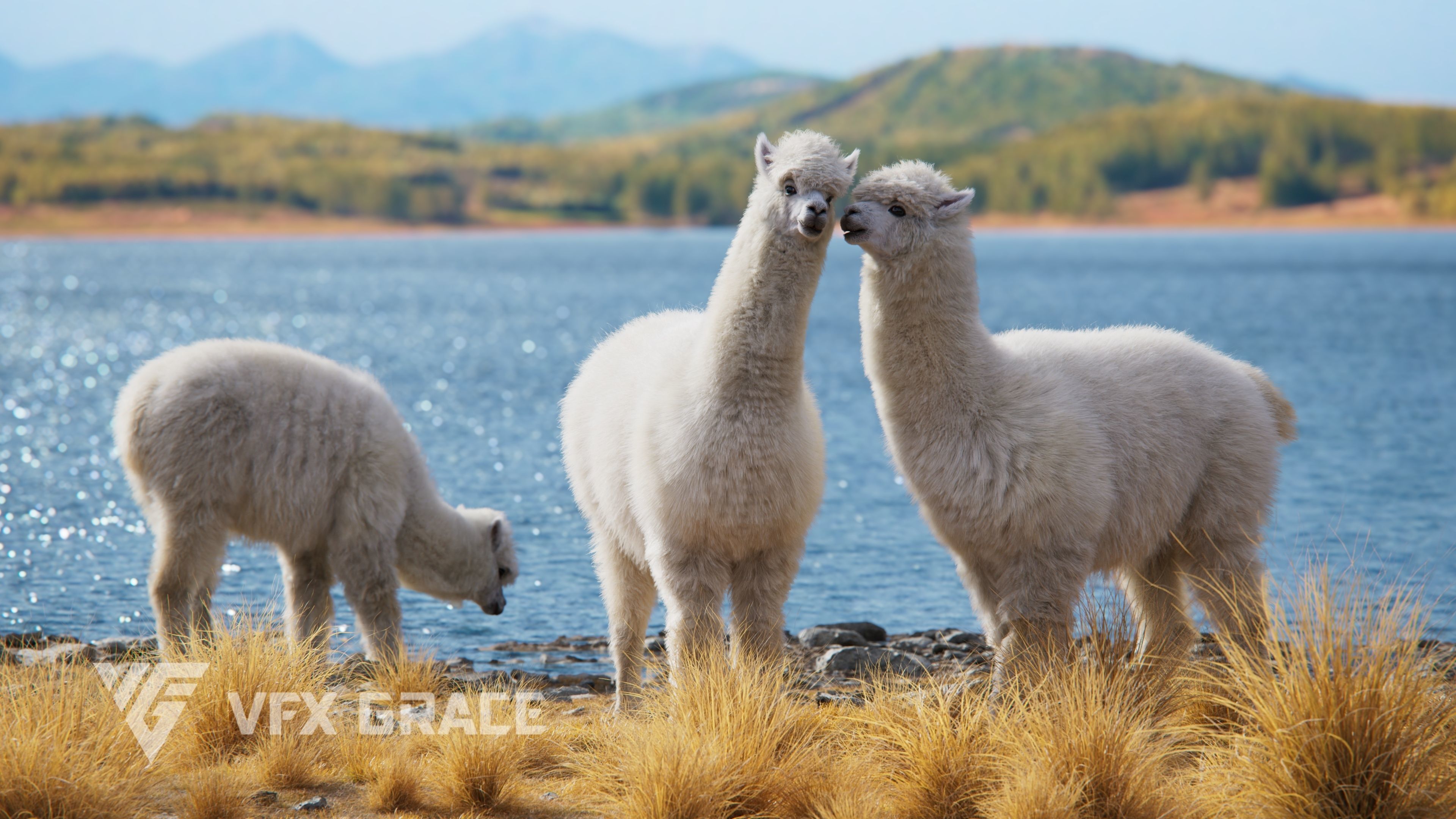 Alpaca Animated VFX Grace 3D model_7