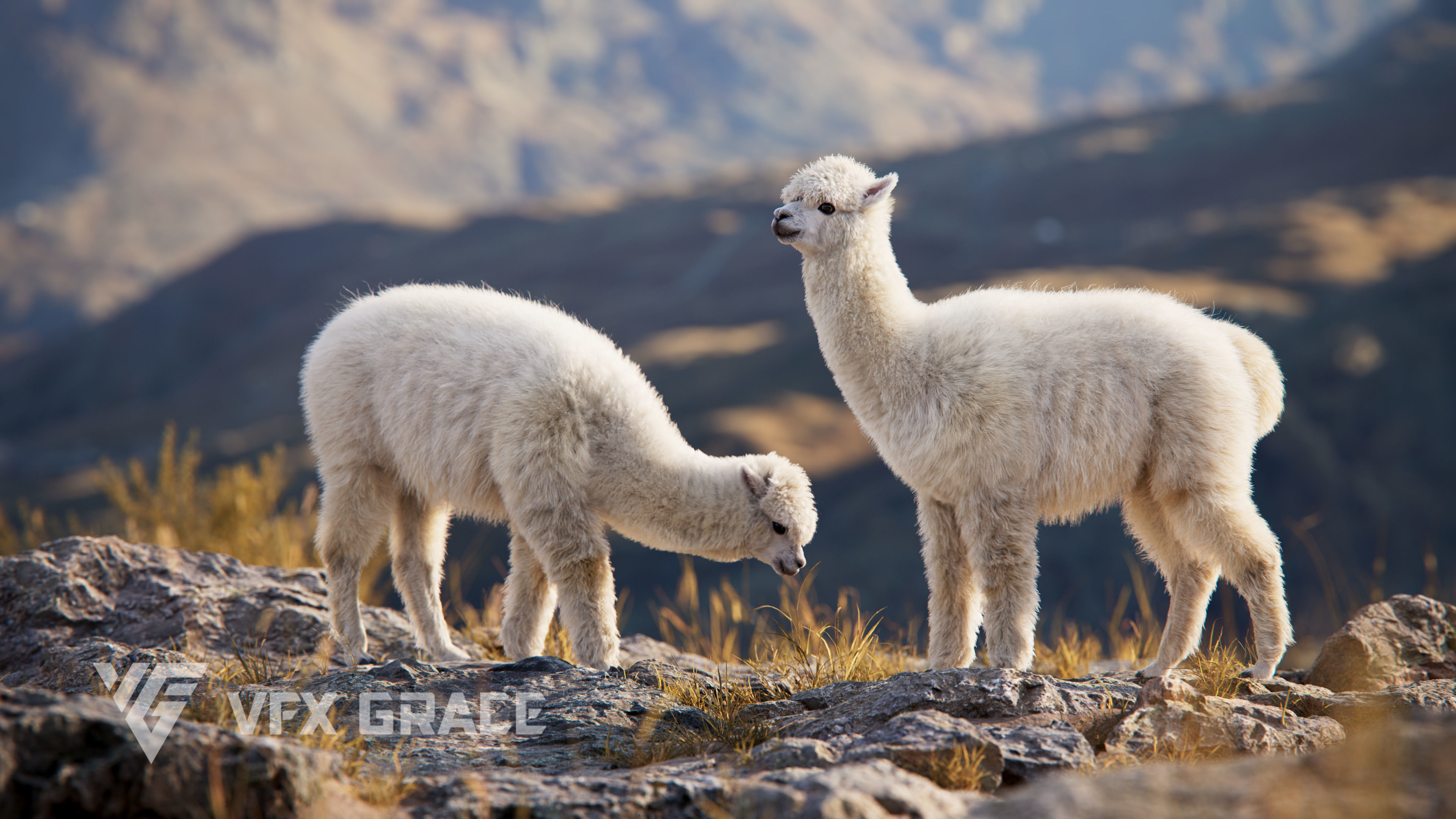 Alpaca Animated VFX Grace 3D model_5