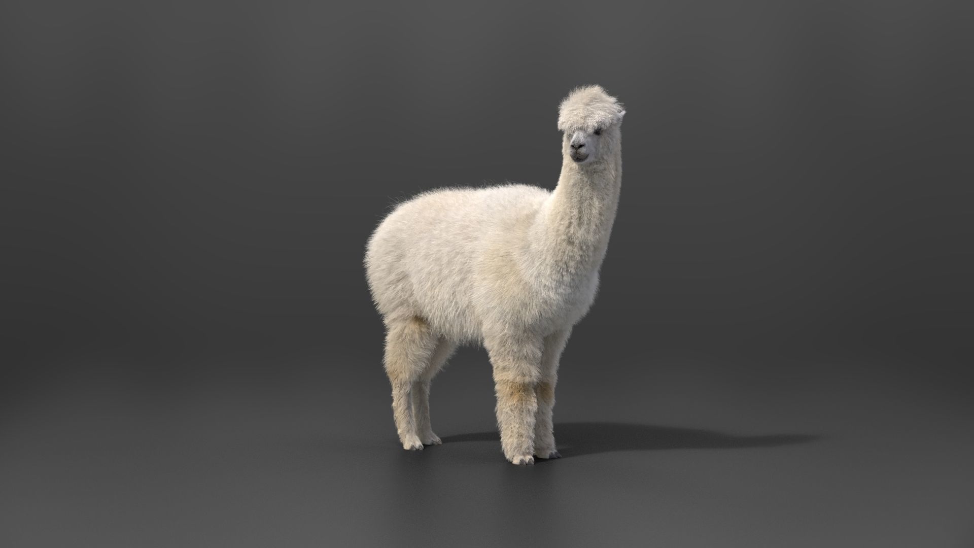 Alpaca Animated VFX Grace 3D model_14