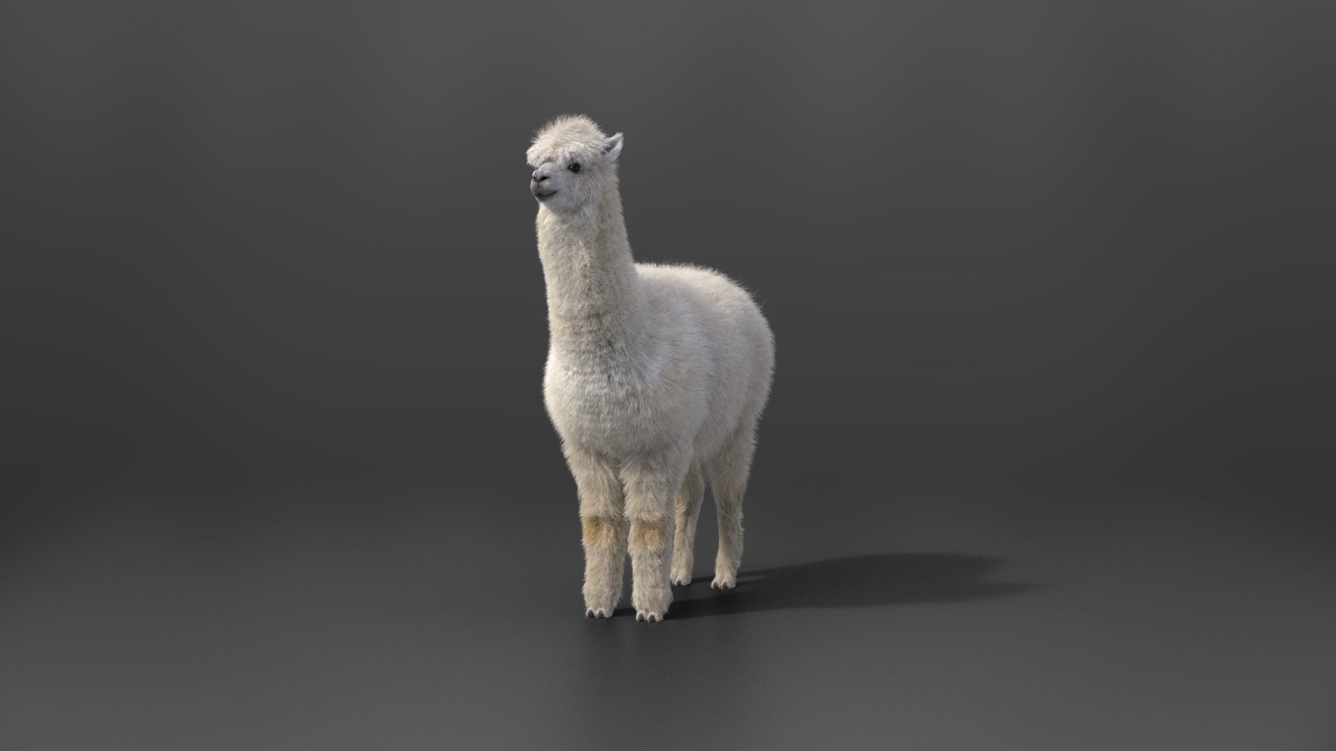 Alpaca Animated VFX Grace 3D model_15