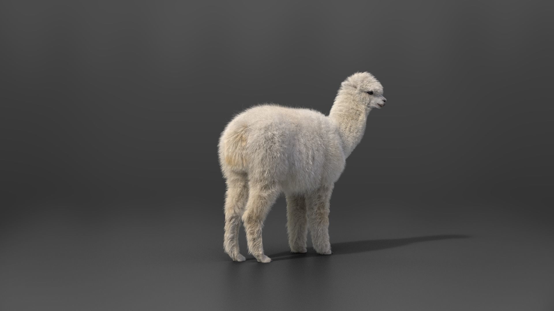 Alpaca Animated VFX Grace 3D model_12