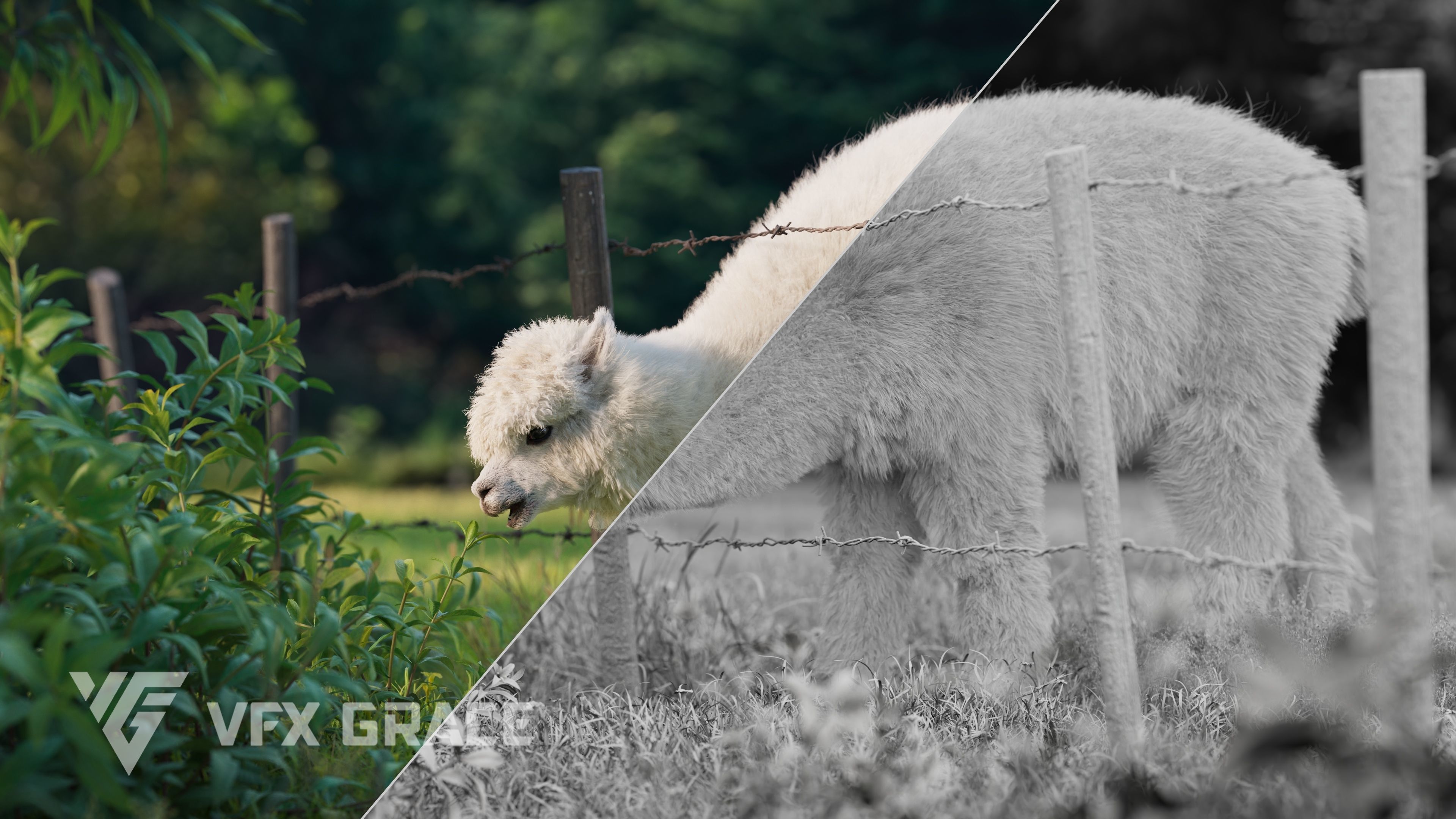 Alpaca Animated VFX Grace 3D model_10