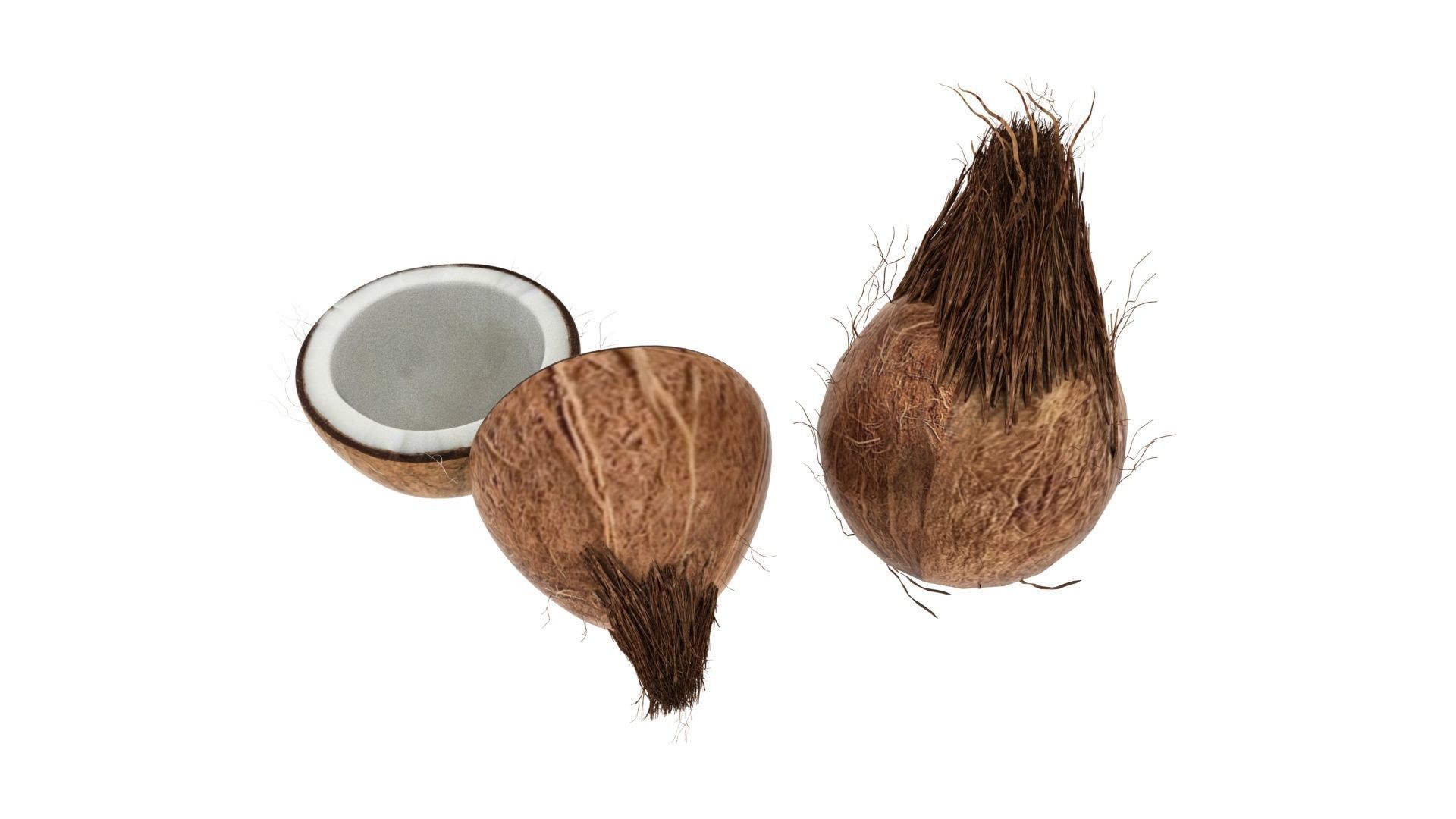 dry cocount 3D model_2