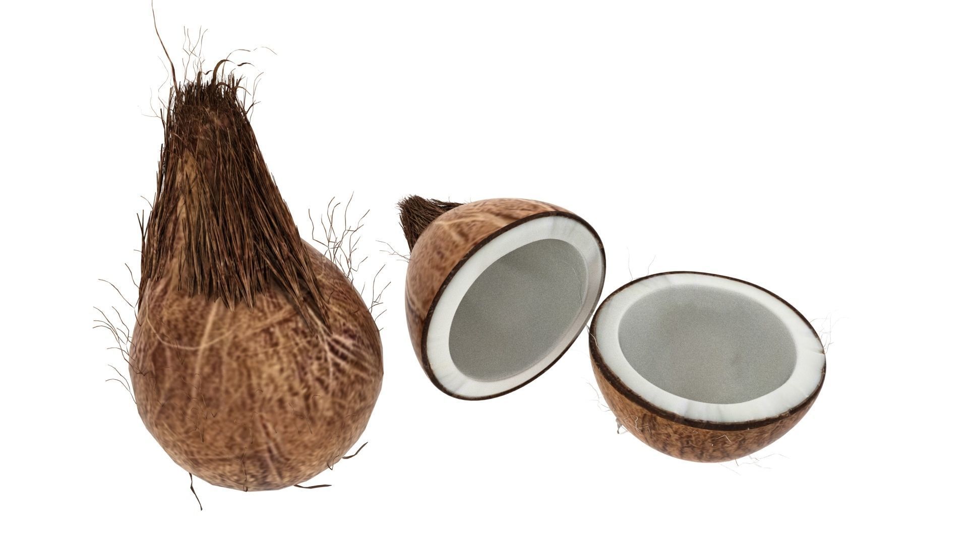 dry cocount 3D model_1