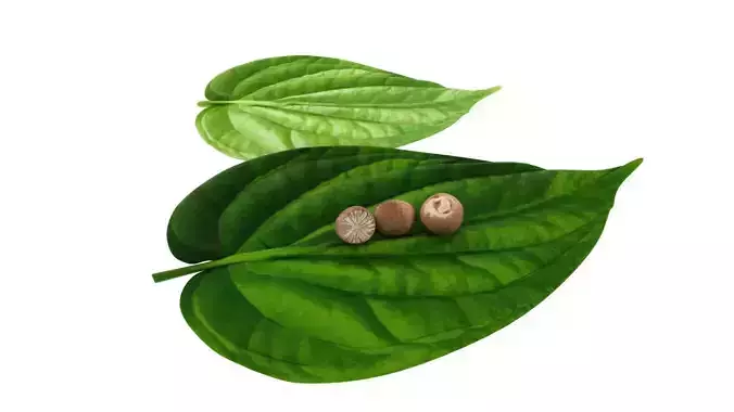 paan betel leaf 3d model 3D model