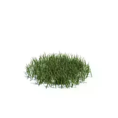 Model Of Grass Plant With Texture