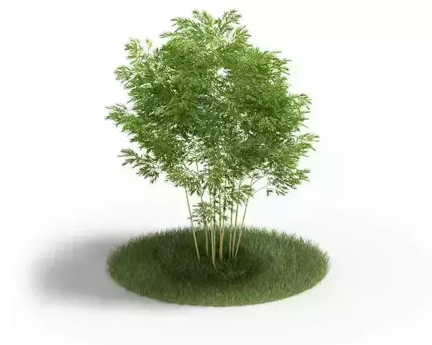 Tree   Small Green Leaf