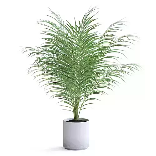 Areca Palm II
