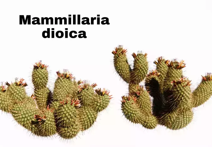 Mammillaria dioica 3D model