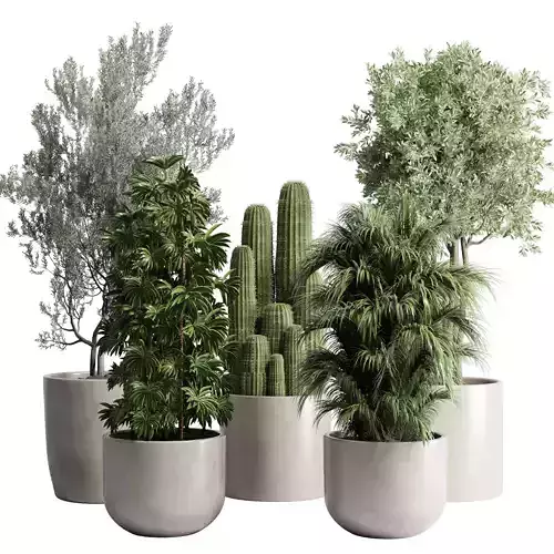 Collection indoor plant cactus olive palm concrete dirt vase