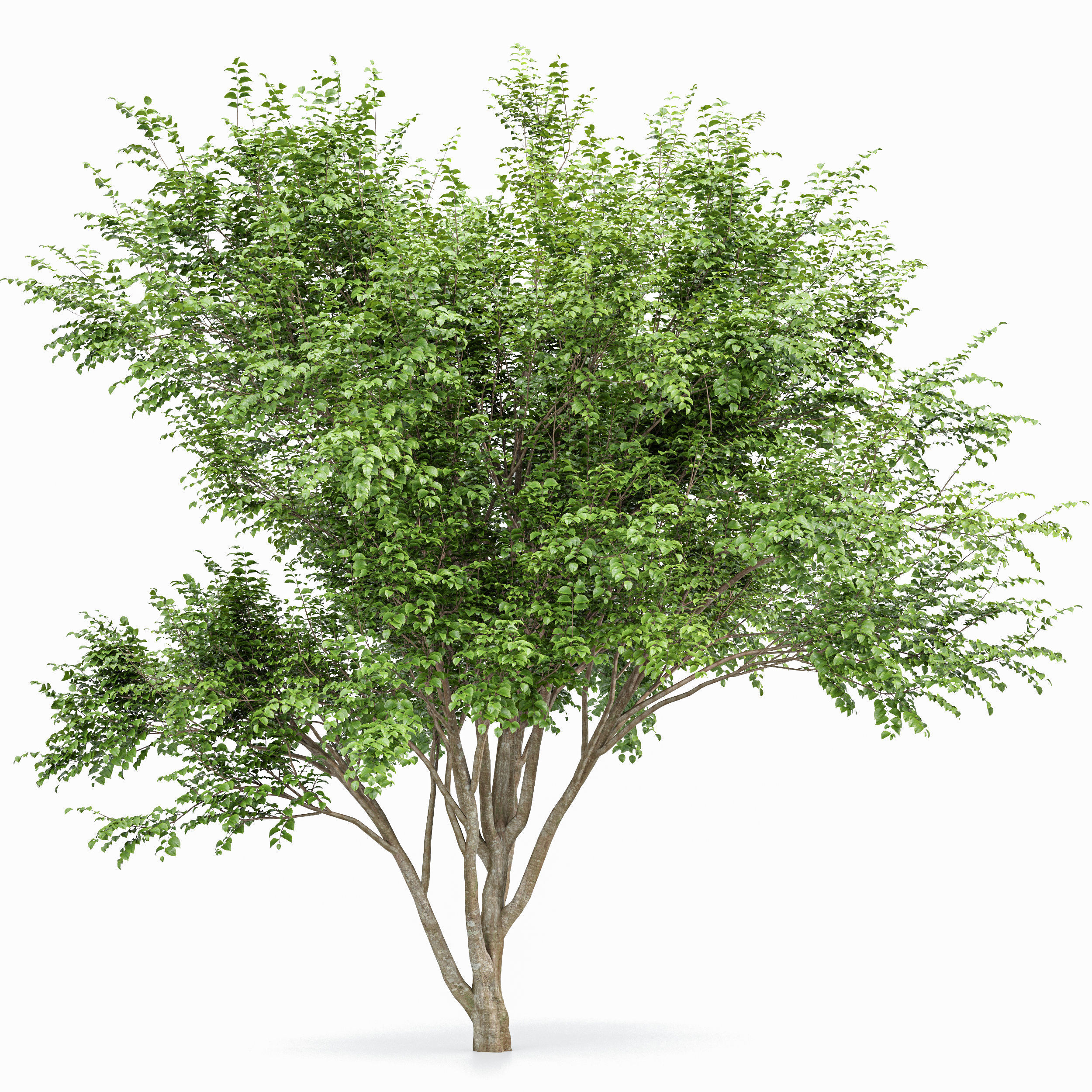 Weeping willow and European Beech Trees 3D model_5