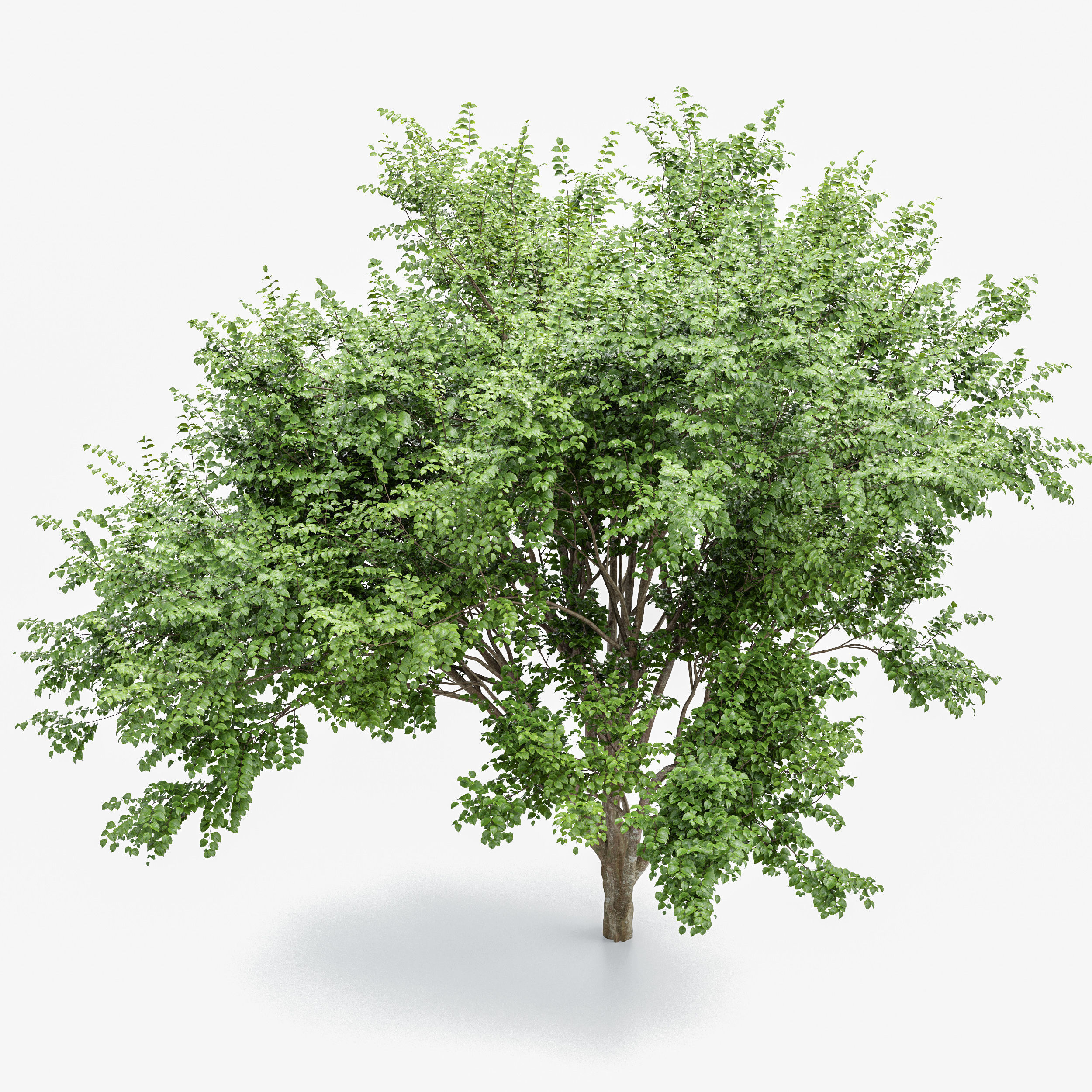 Weeping willow and European Beech Trees 3D model_6