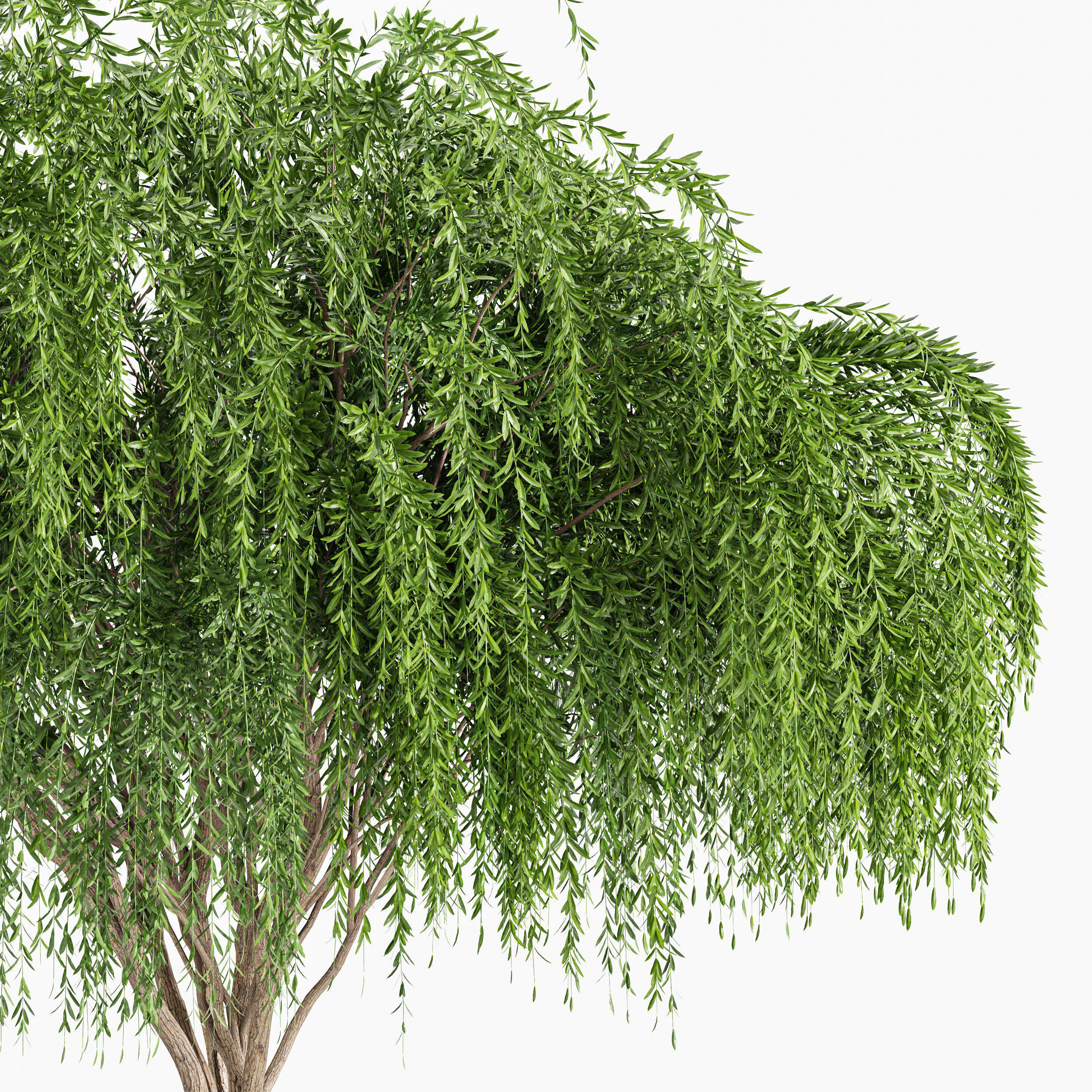 Weeping willow and European Beech Trees 3D model_1