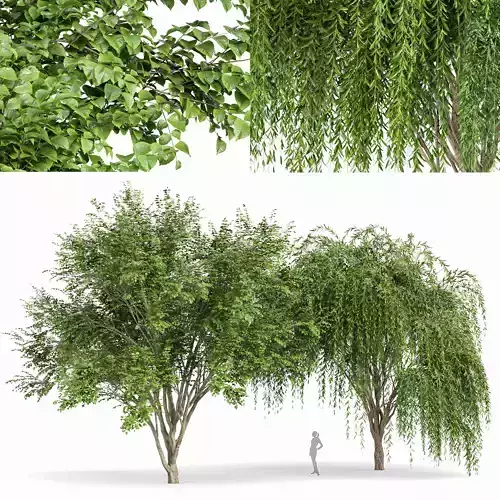 Weeping willow and European Beech Trees 3D model