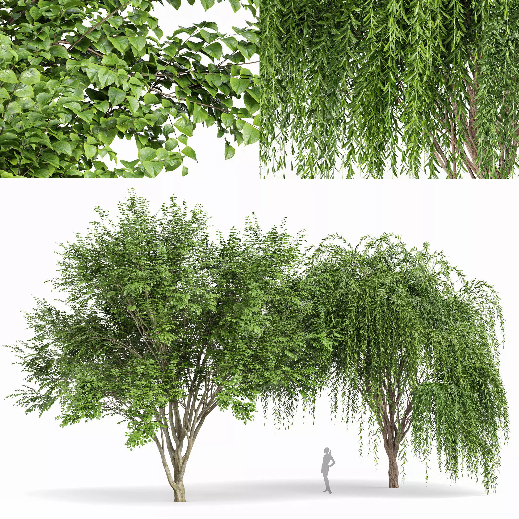 Weeping willow and European Beech Trees 3D model_0