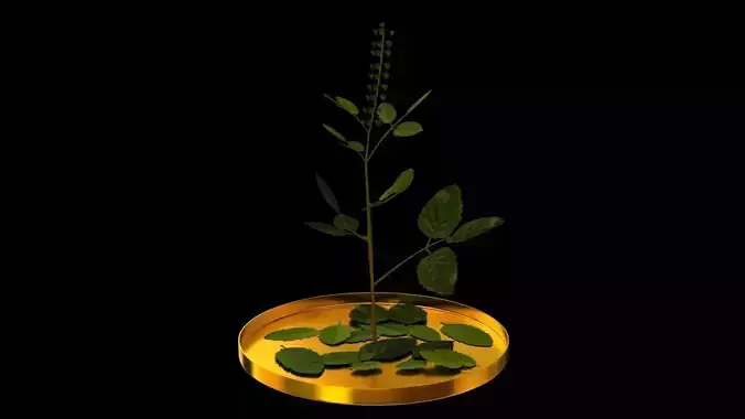 tulsi plant 3d model 3D model