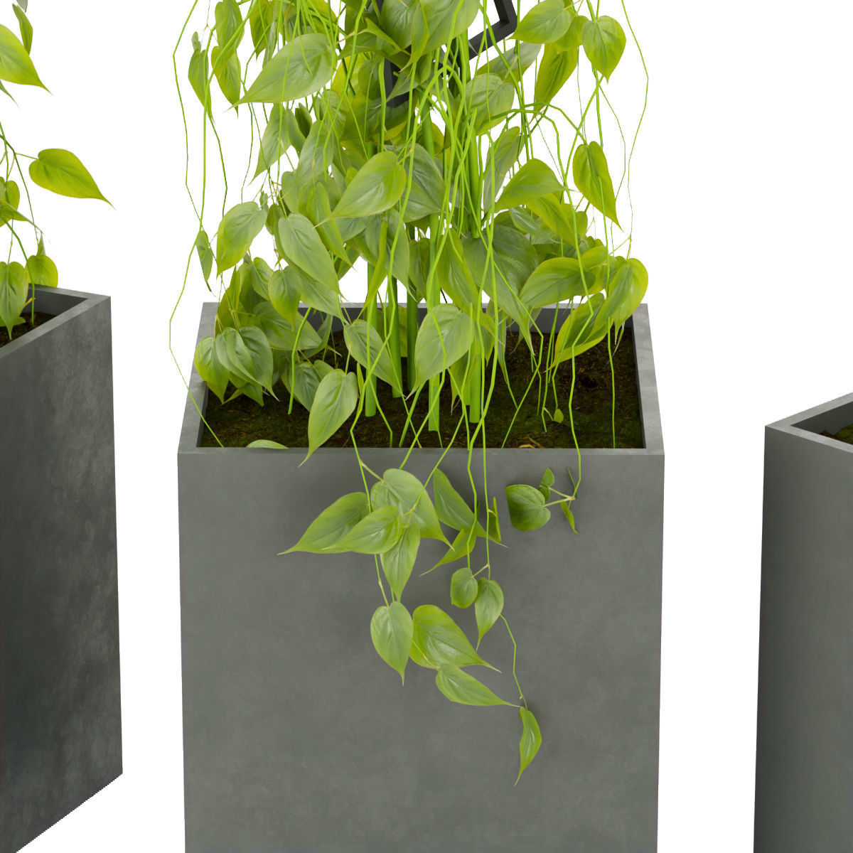 Collection plant vol 314 - indoor - ivy - ampelous - leaf 3D model_3