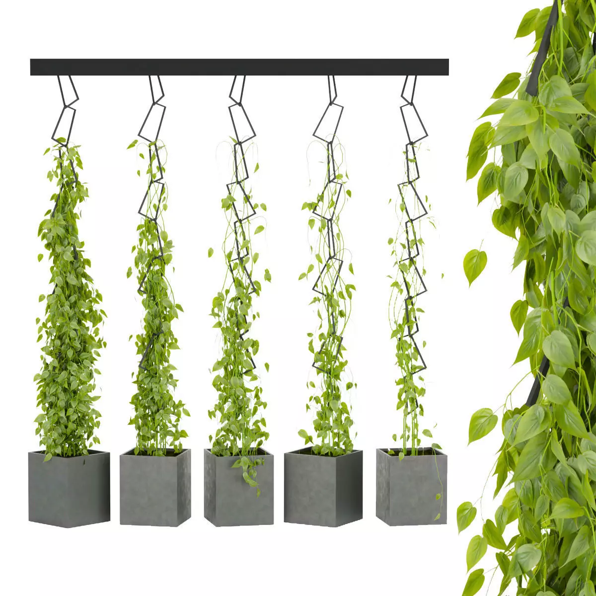 Collection plant vol 314 - indoor - ivy - ampelous - leaf 3D model_0