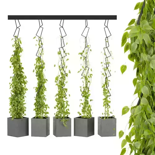 Collection plant vol 314 - indoor - ivy - ampelous - leaf 3D model