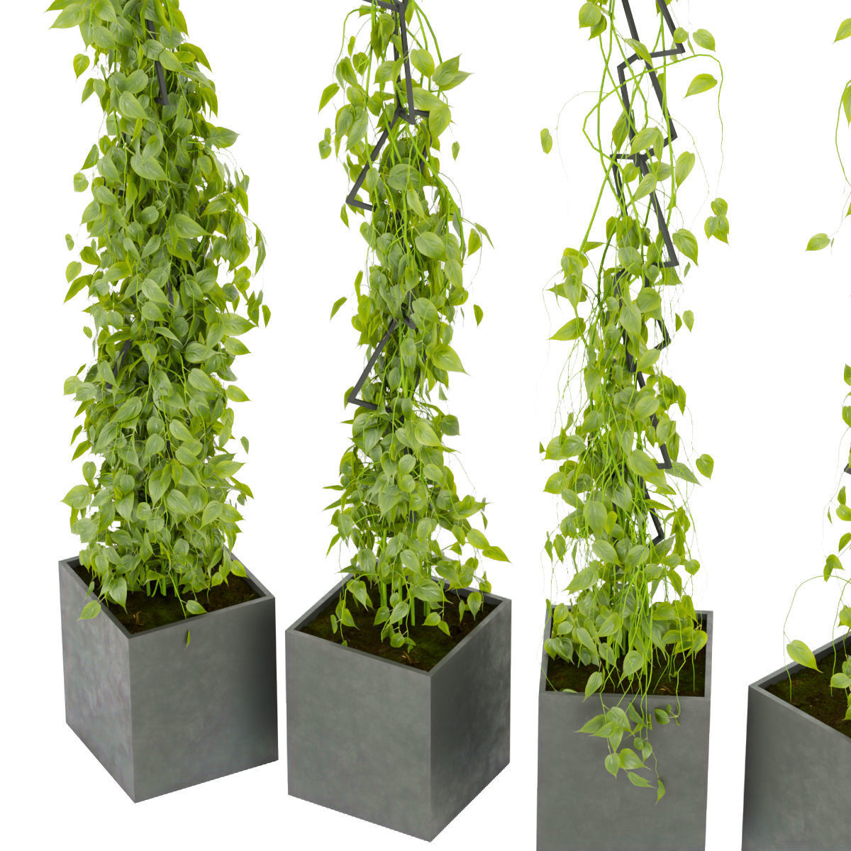 Collection plant vol 314 - indoor - ivy - ampelous - leaf 3D model_1