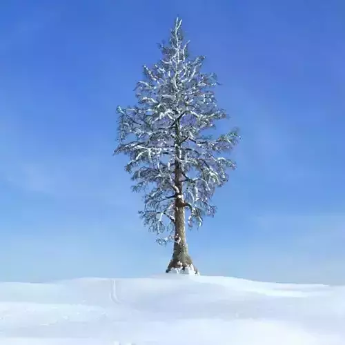 Winter White Tree