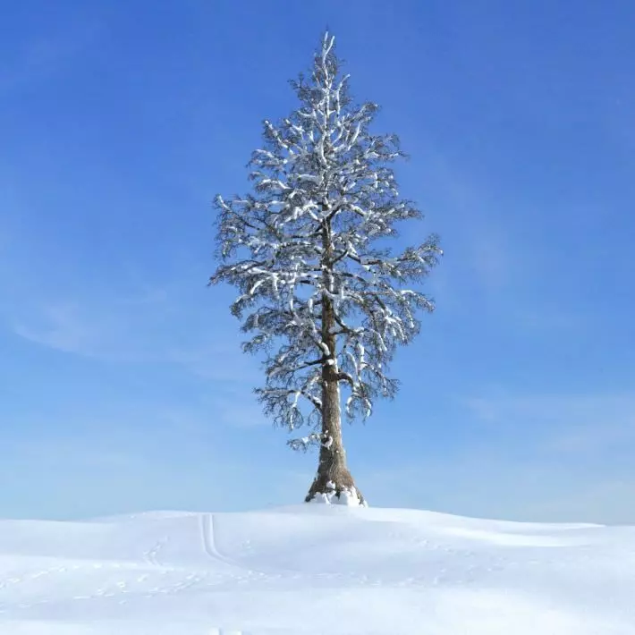 Winter White Tree 3D model_0