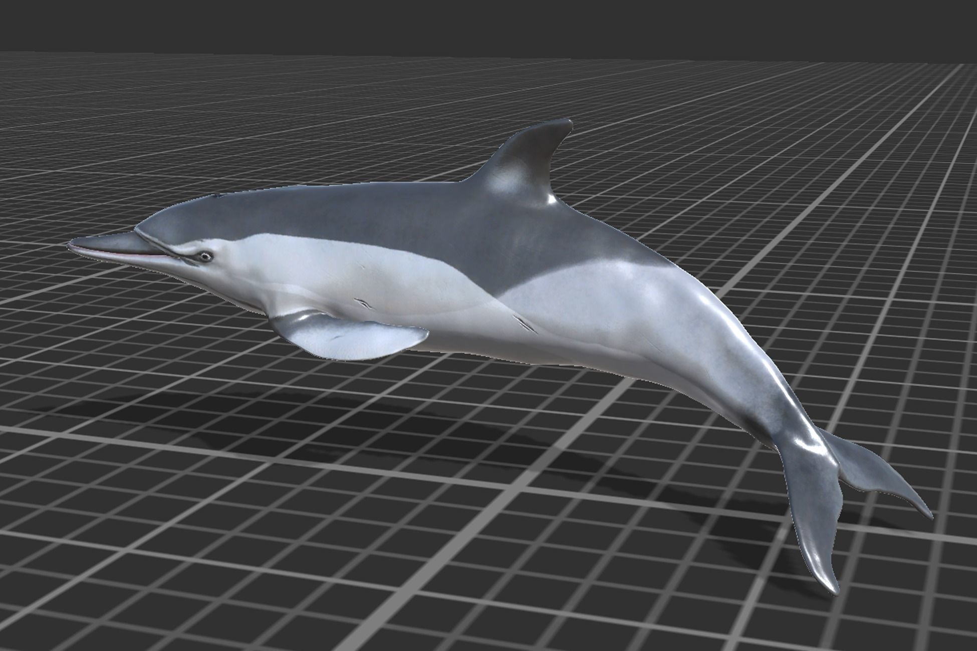 Long-billed Dolphin Low-poly 3D model_8