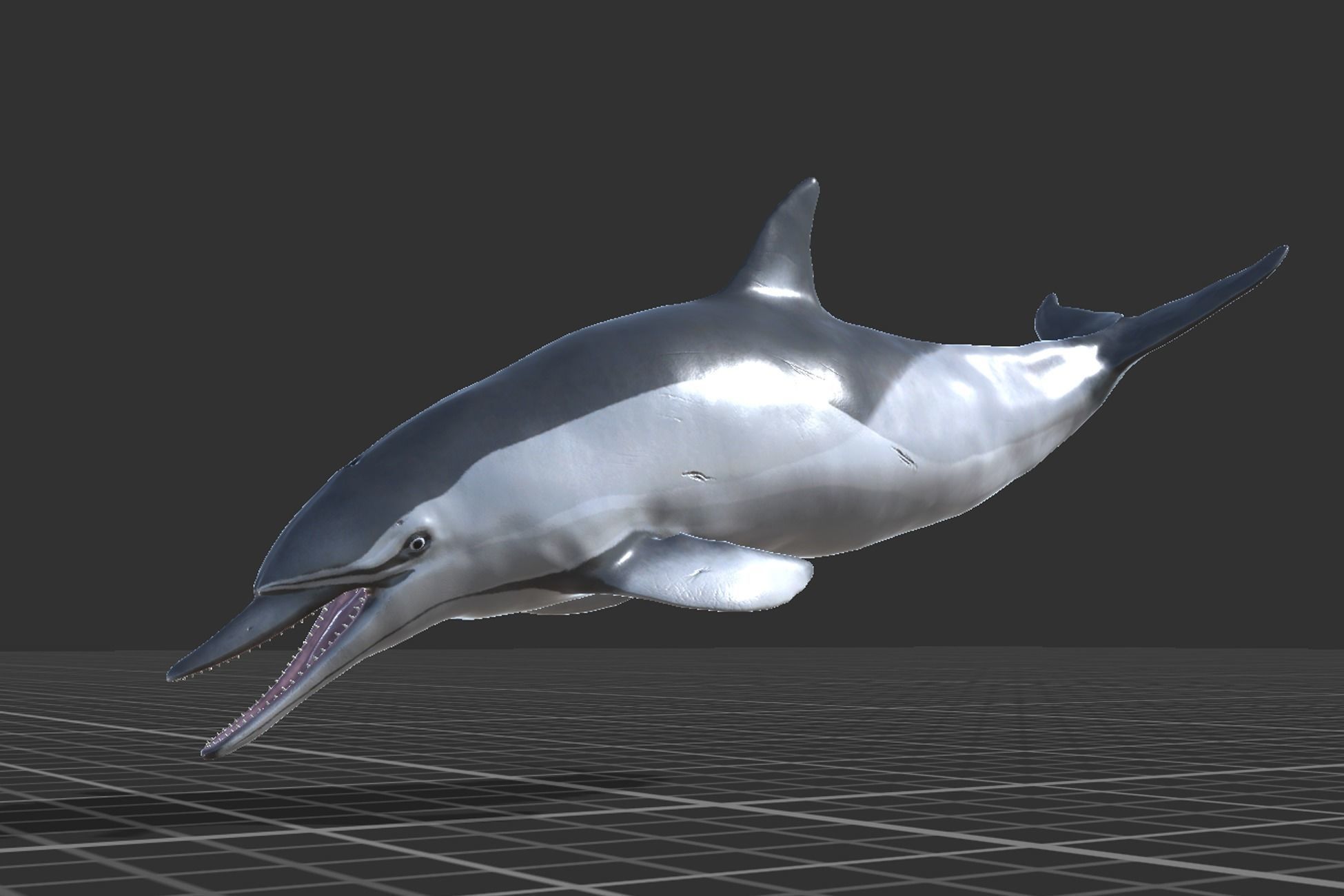 Long-billed Dolphin Low-poly 3D model_9
