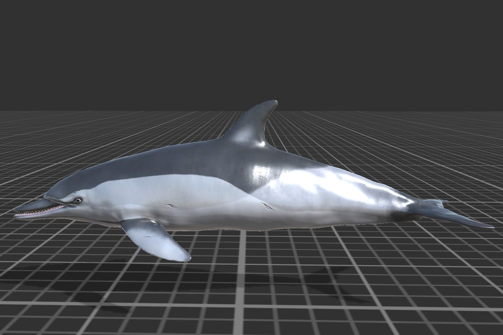 Long-billed Dolphin Low-poly 3D model_4