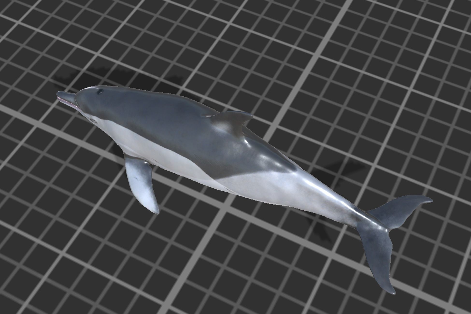 Long-billed Dolphin Low-poly 3D model_6