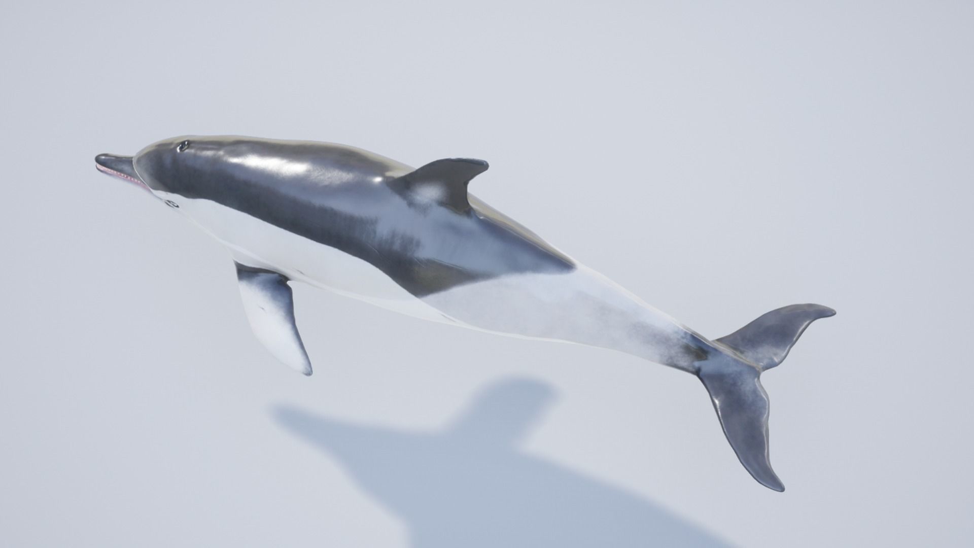 Long-billed Dolphin Low-poly 3D model_12