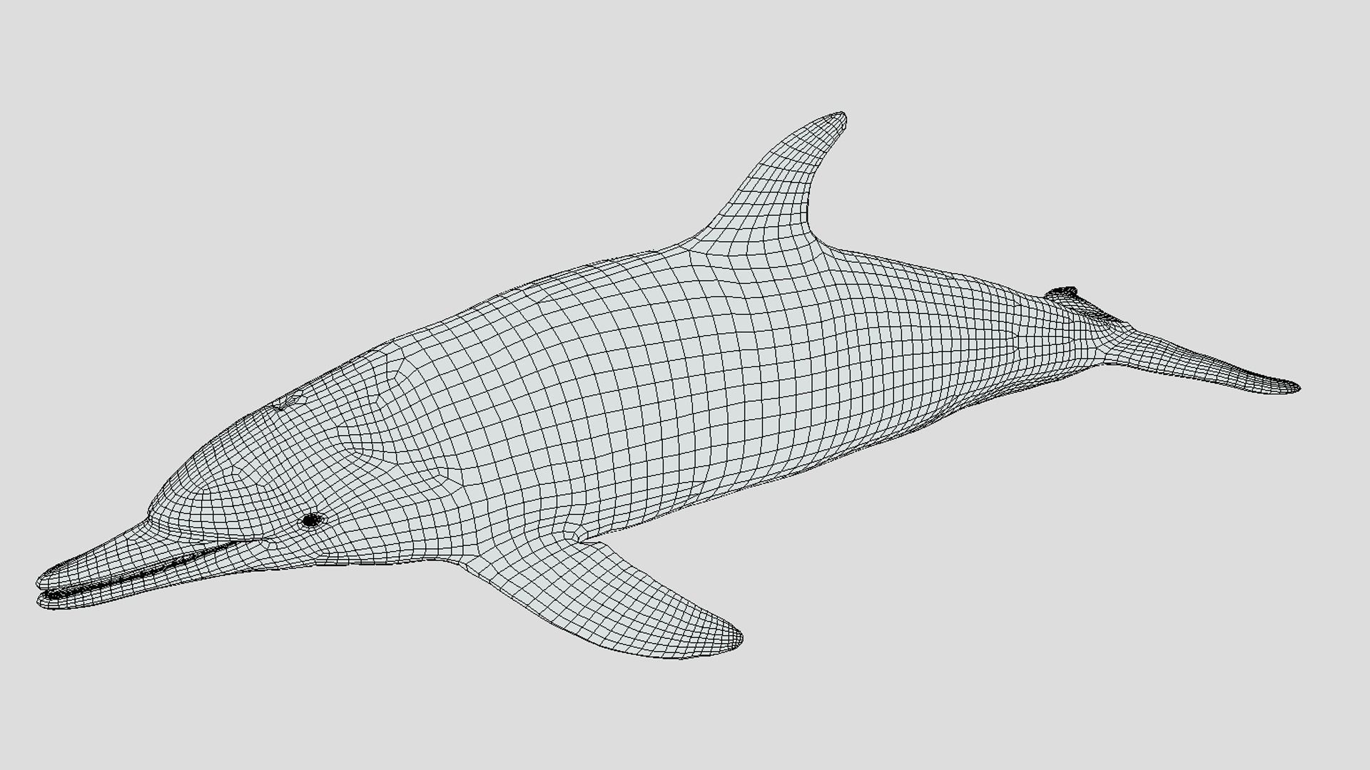 Long-billed Dolphin Low-poly 3D model_3