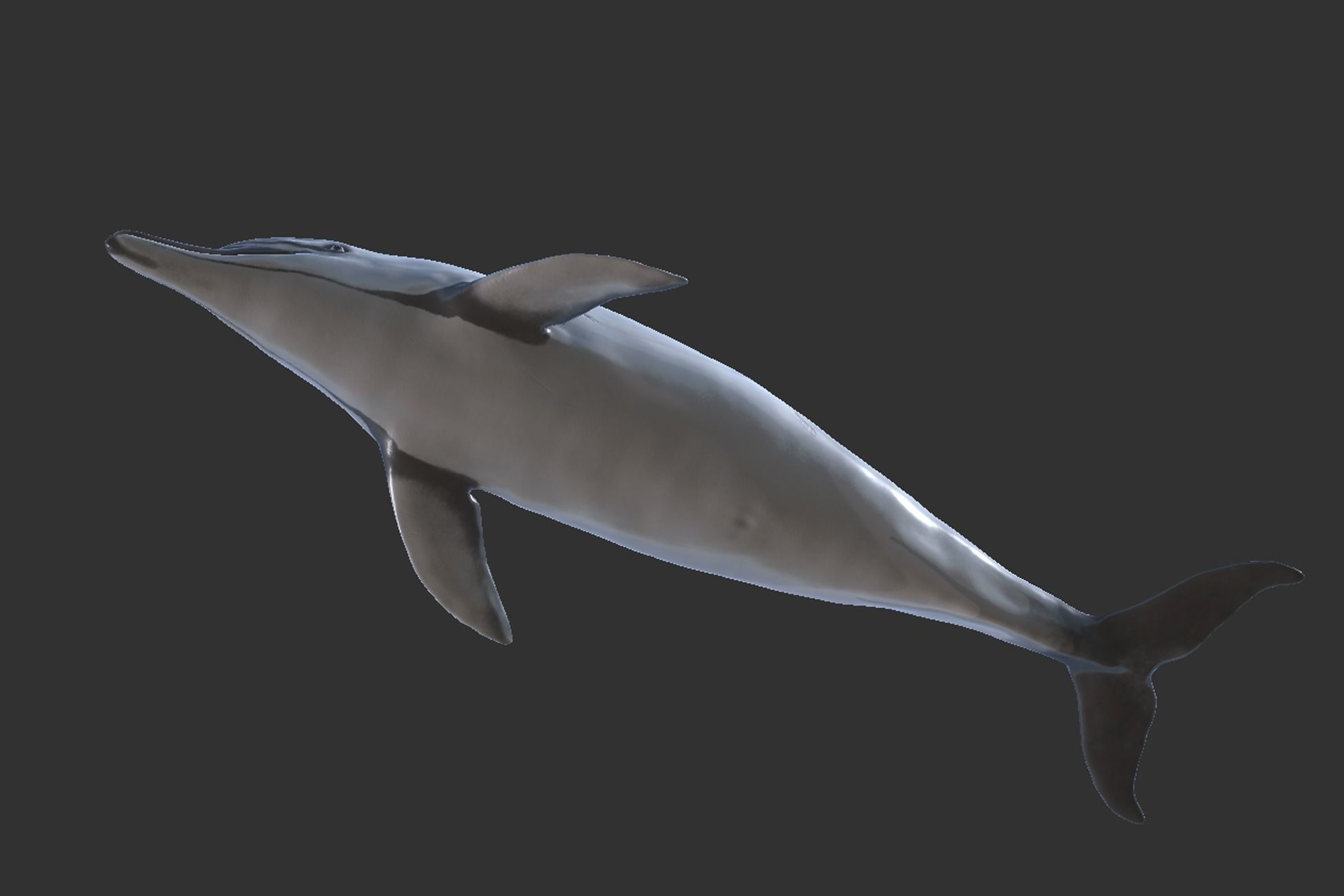 Long-billed Dolphin Low-poly 3D model_7