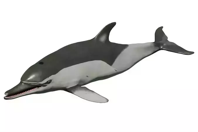Long-billed Dolphin
