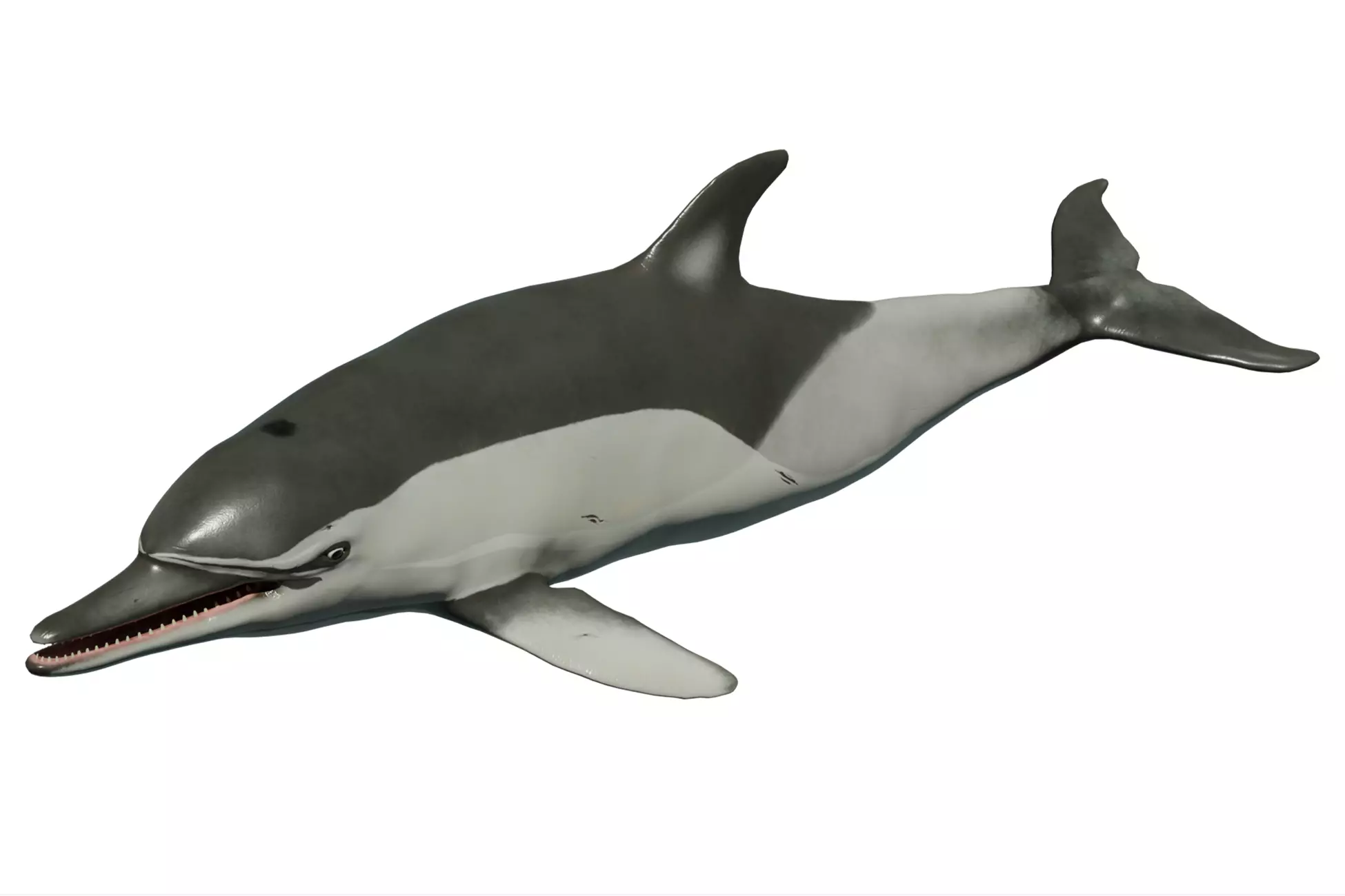 Long-billed Dolphin Low-poly 3D model_0