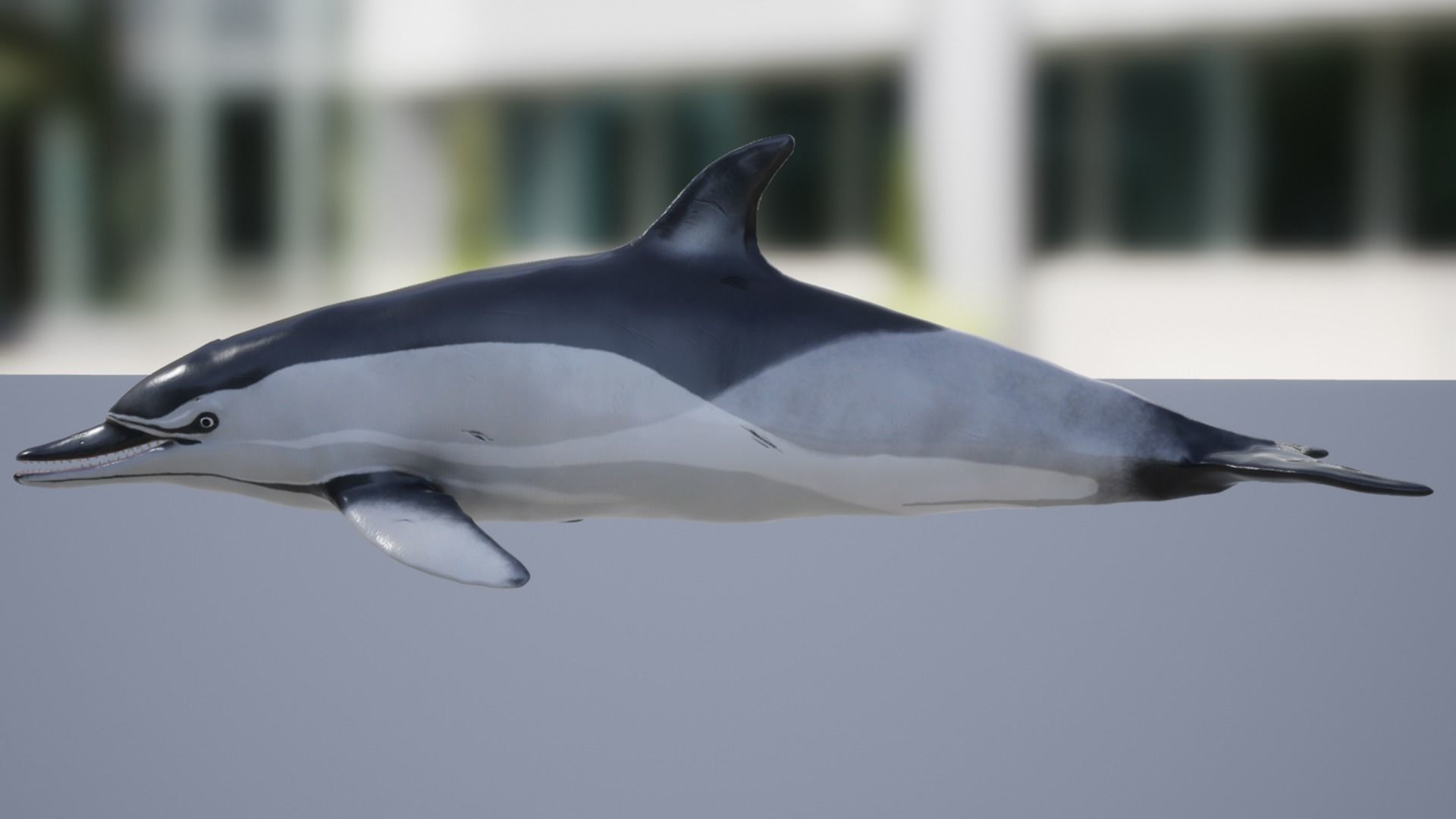 Long-billed Dolphin Low-poly 3D model_10