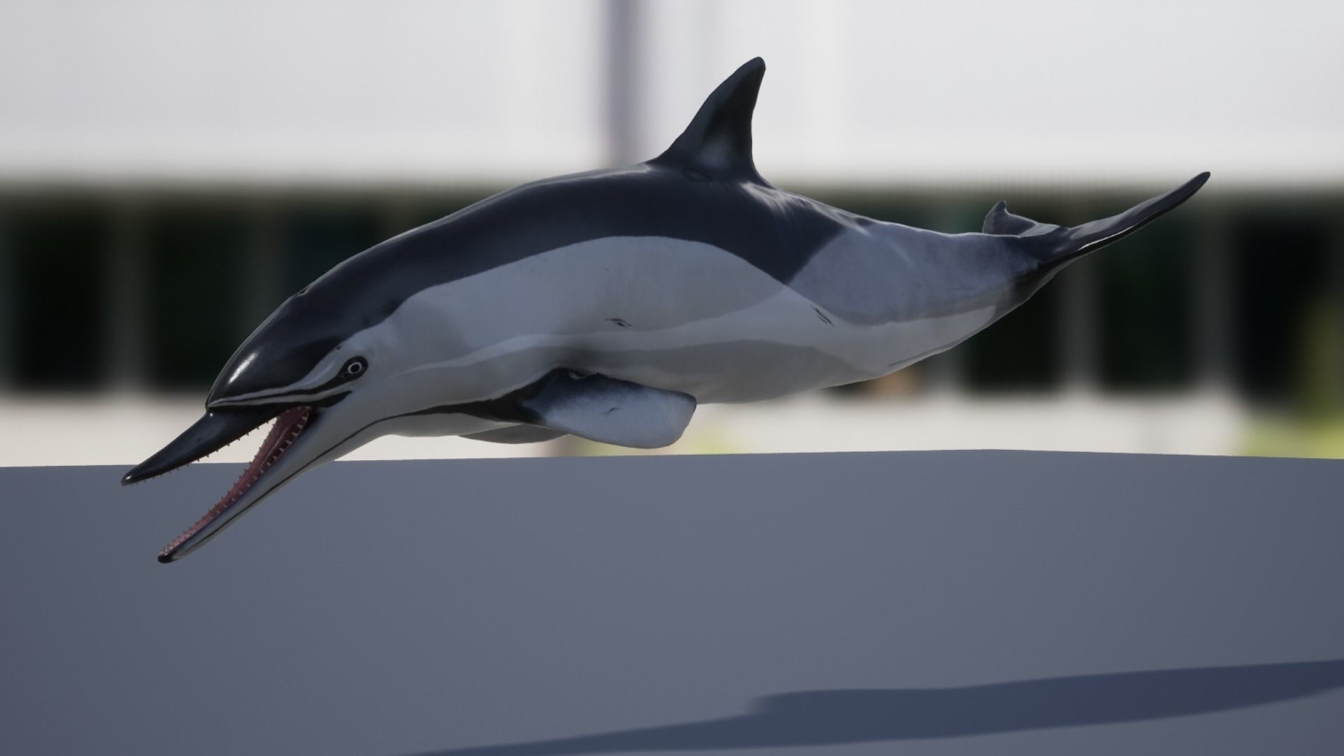 Long-billed Dolphin Low-poly 3D model_14