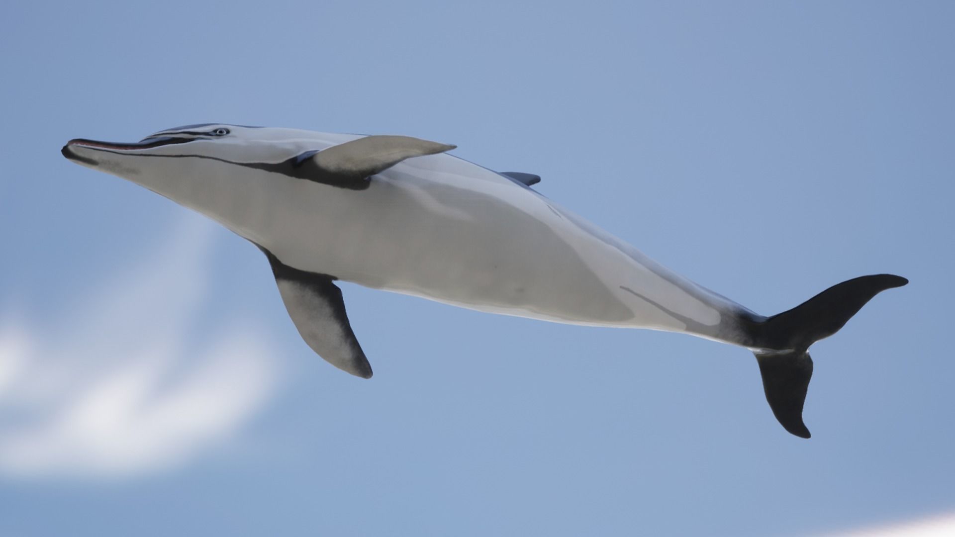 Long-billed Dolphin Low-poly 3D model_13