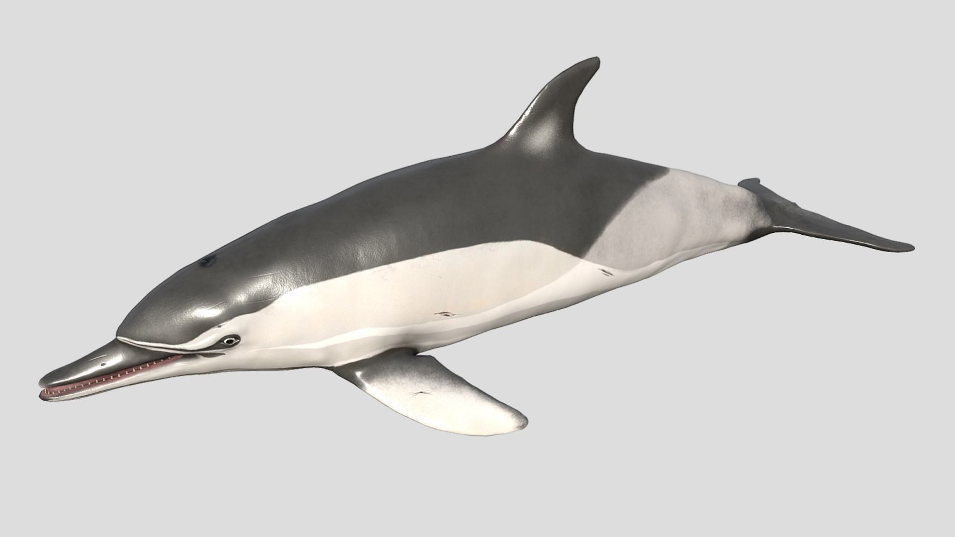 Long-billed Dolphin Low-poly 3D model_2
