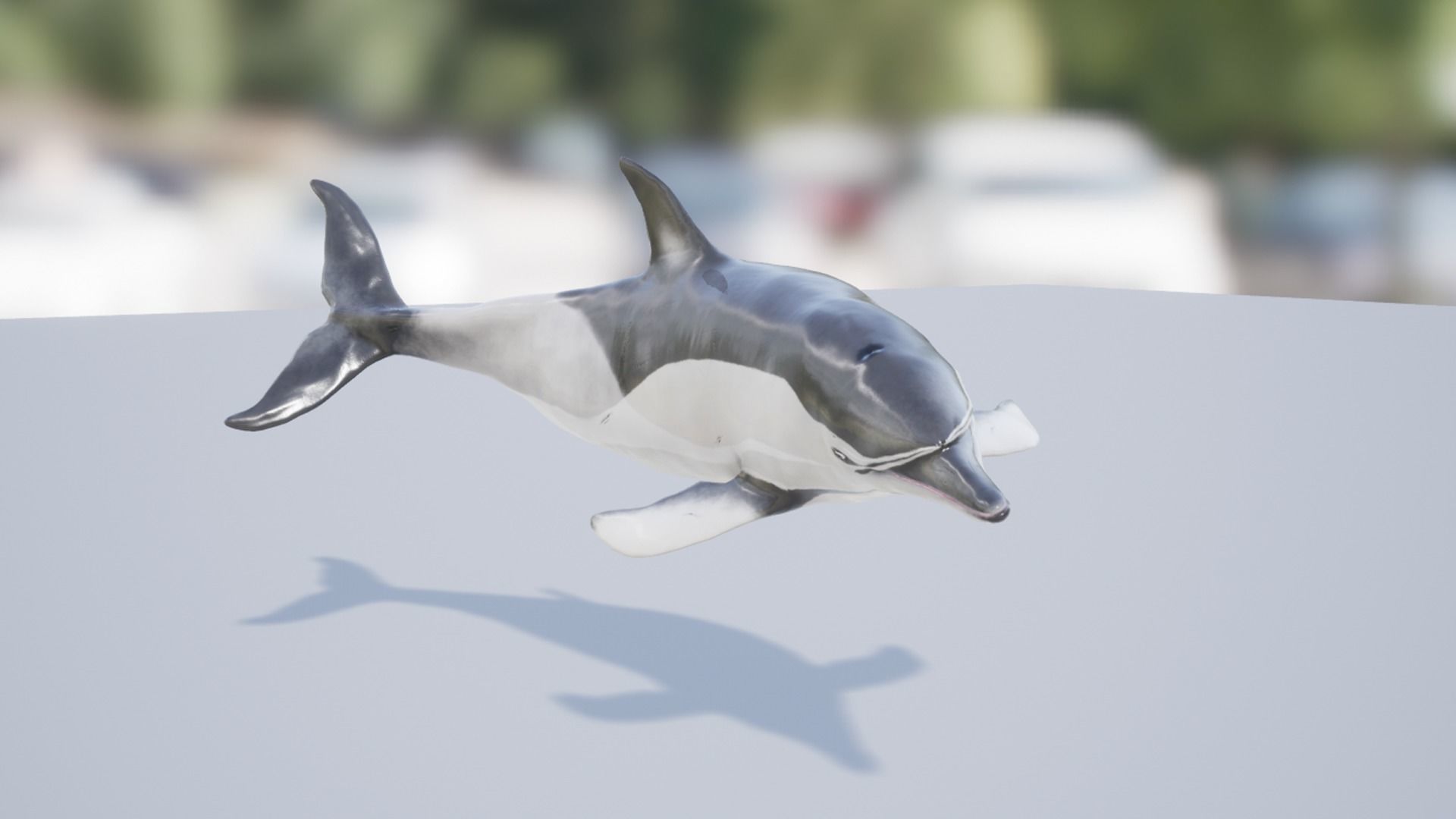 Long-billed Dolphin Low-poly 3D model_15