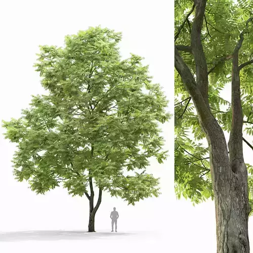 Juglans mandshurica 01