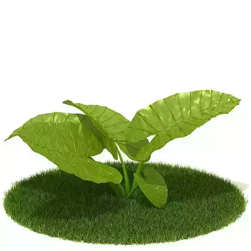 Leafy Plant In Grass