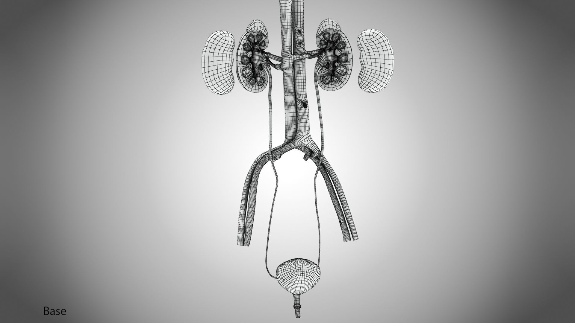 Urinary system 3D model_21