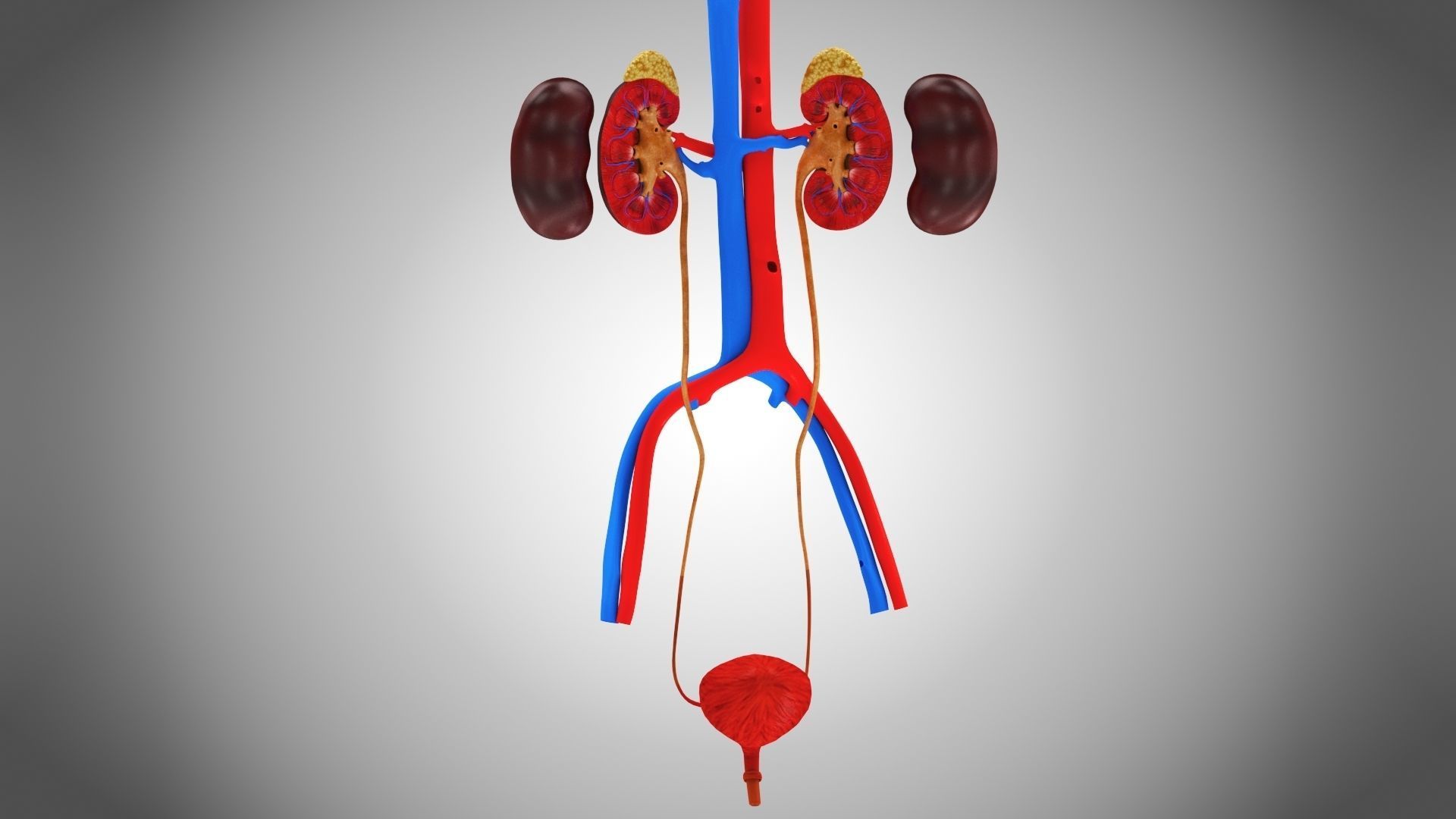 Urinary system 3D model_10