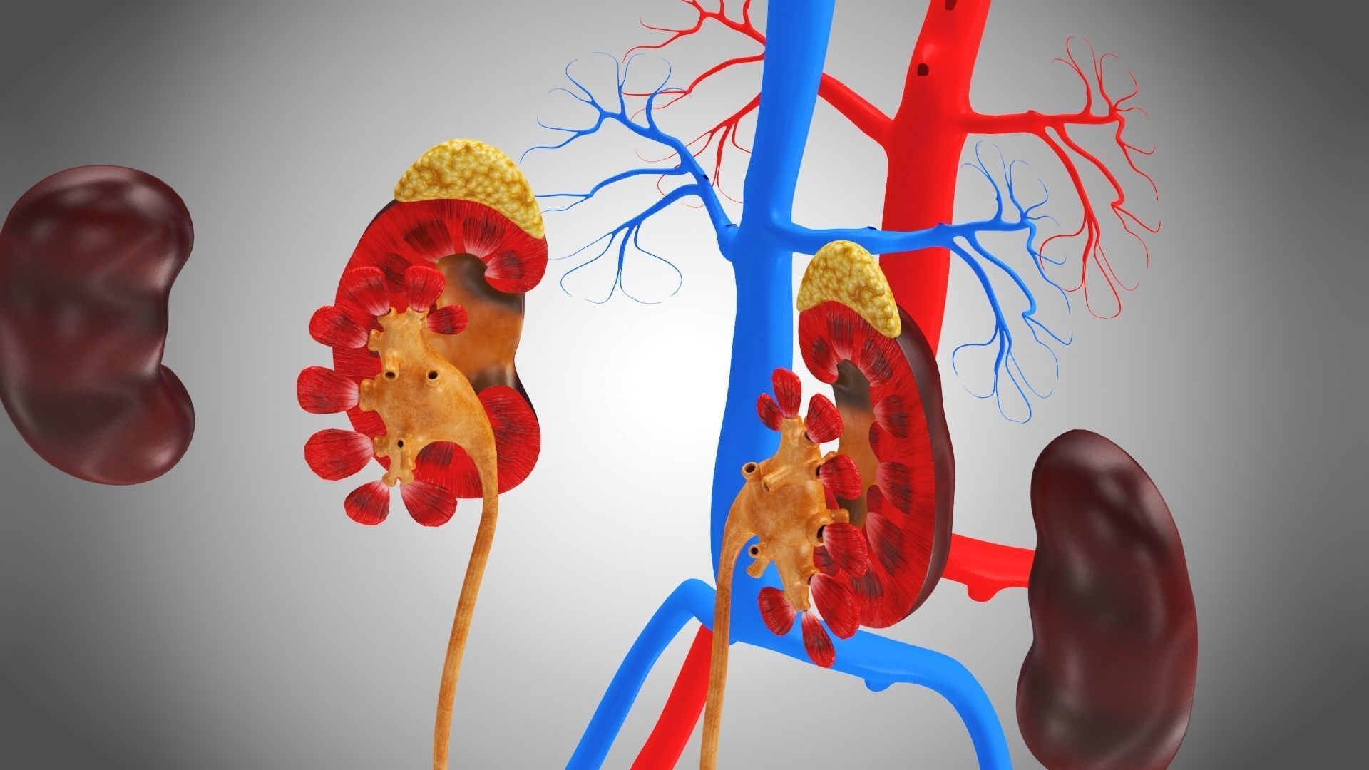 Urinary system 3D model_4