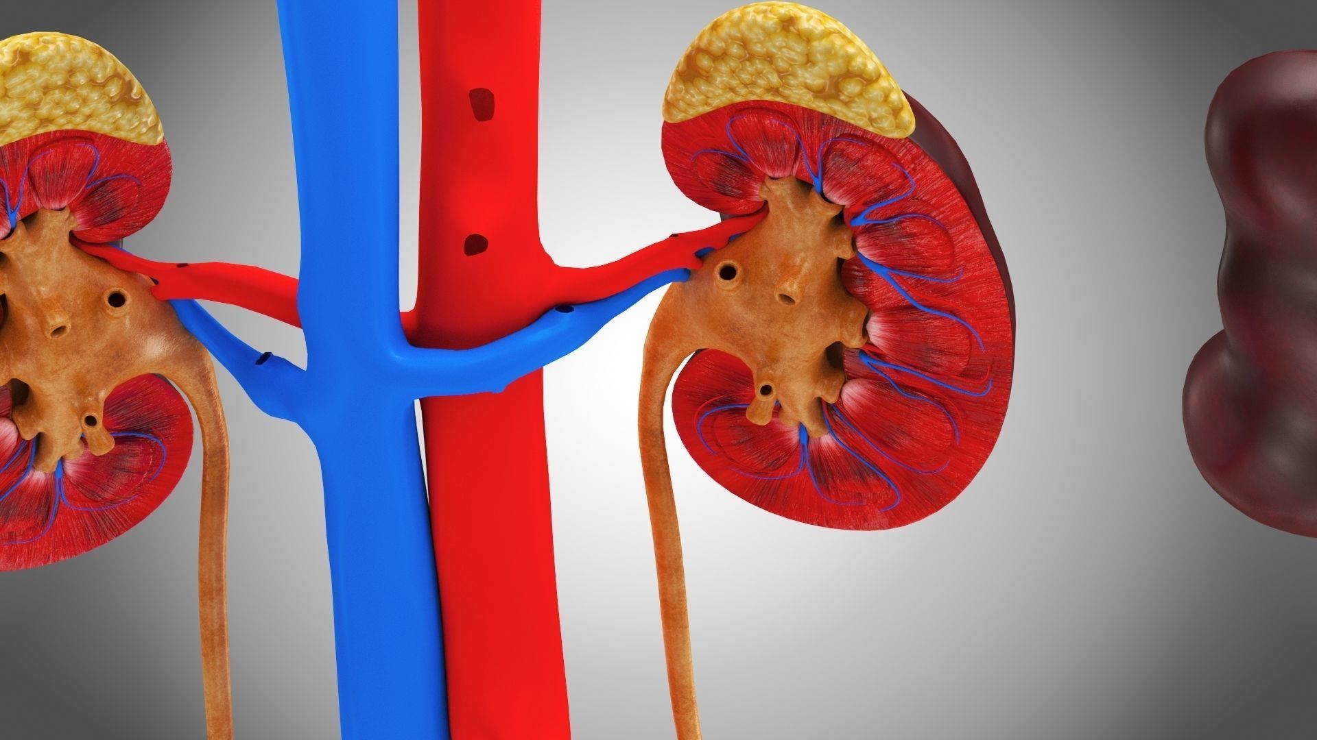 Urinary system 3D model_9