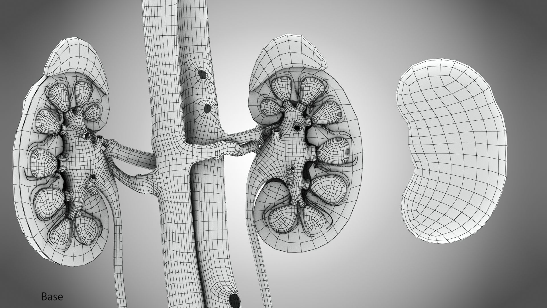 Urinary system 3D model_17