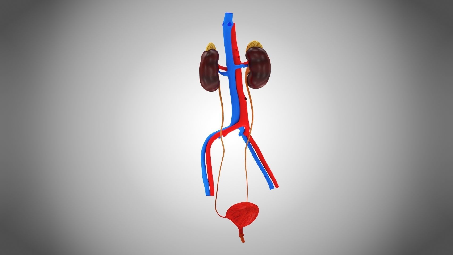 Urinary system 3D model_3