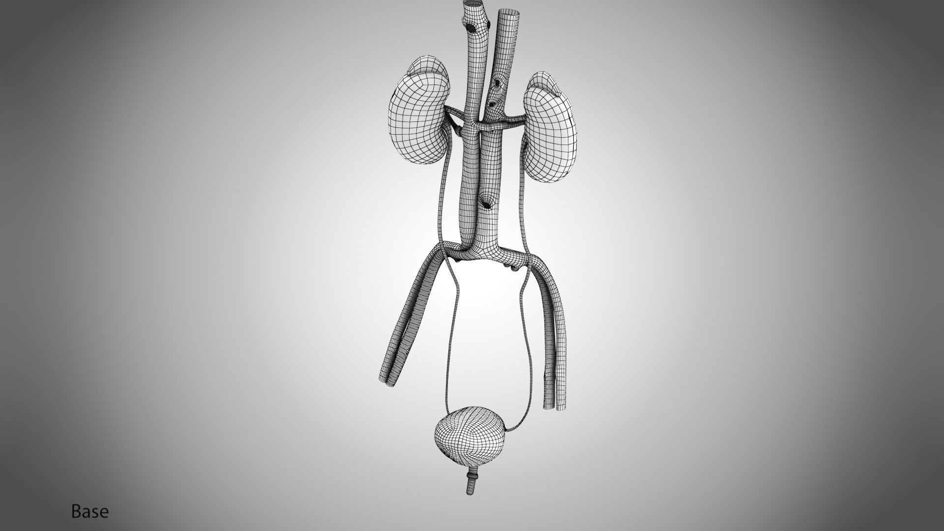 Urinary system 3D model_15