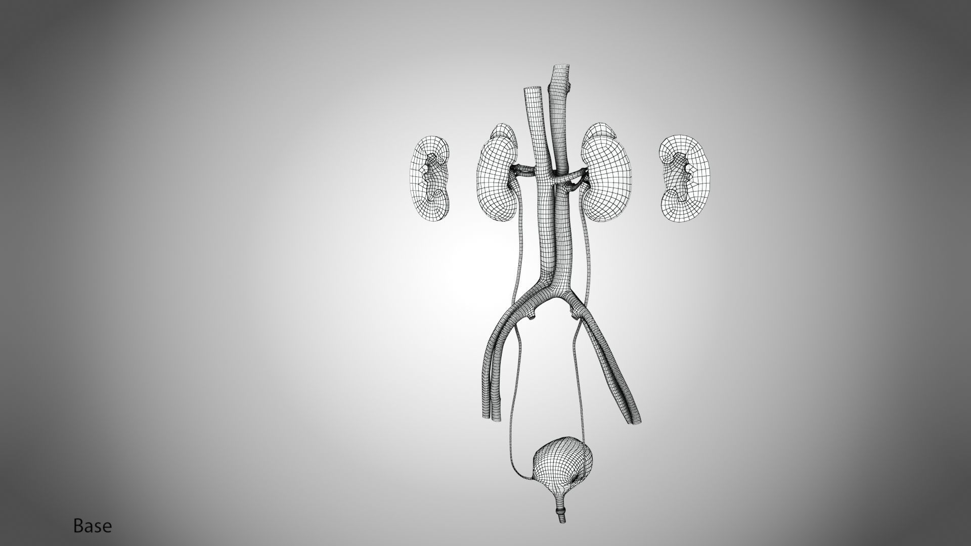 Urinary system 3D model_19